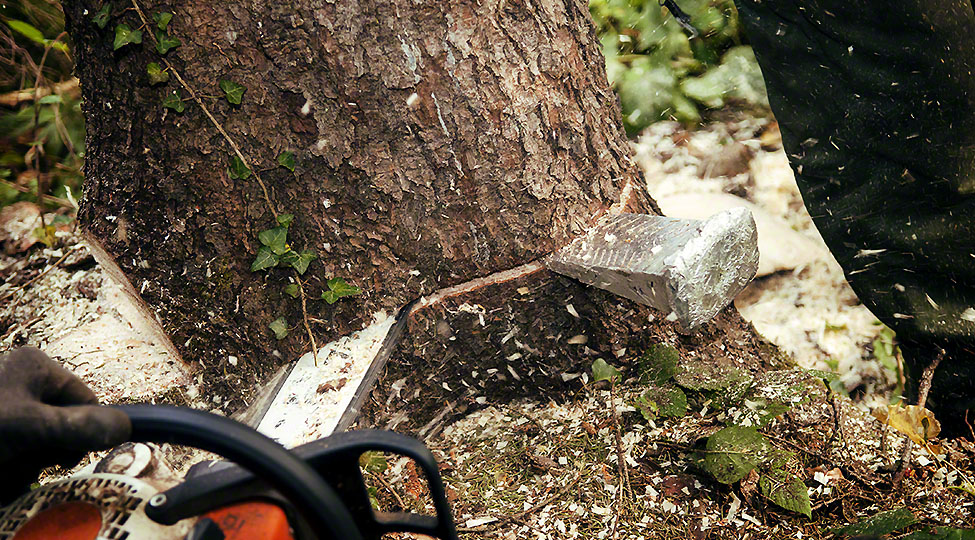 Why You Shouldn’t DIY Tree Removal
