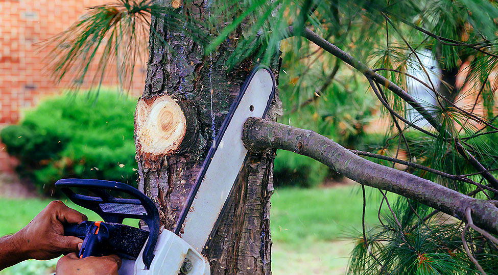How To Negotiate Tree Removal Costs And Save Money?